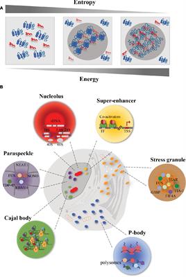 Aberrant Phase Transitions: Side Effects and Novel Therapeutic Strategies in Human Disease